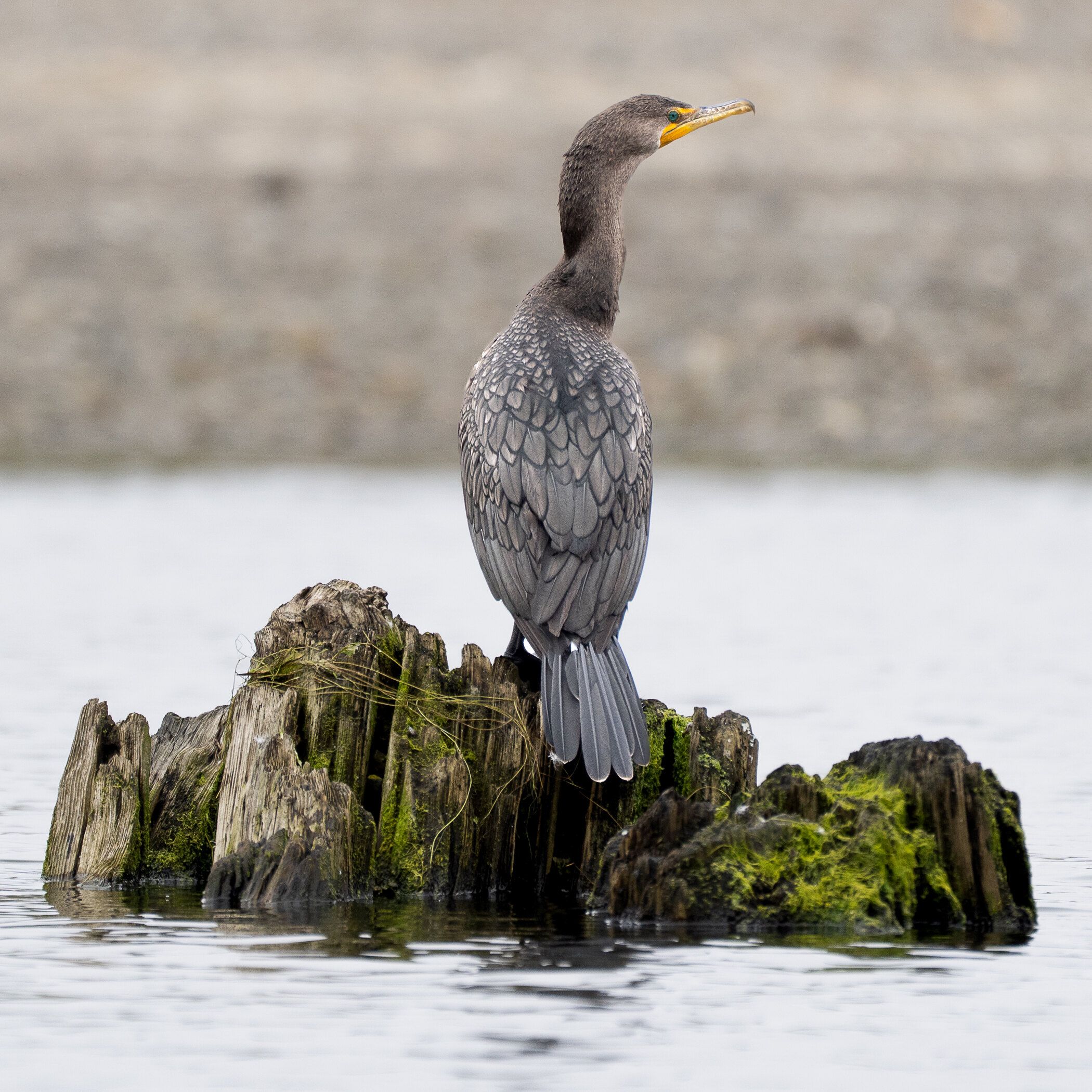 Double-crested Cormorant (Nannopterum auritum)