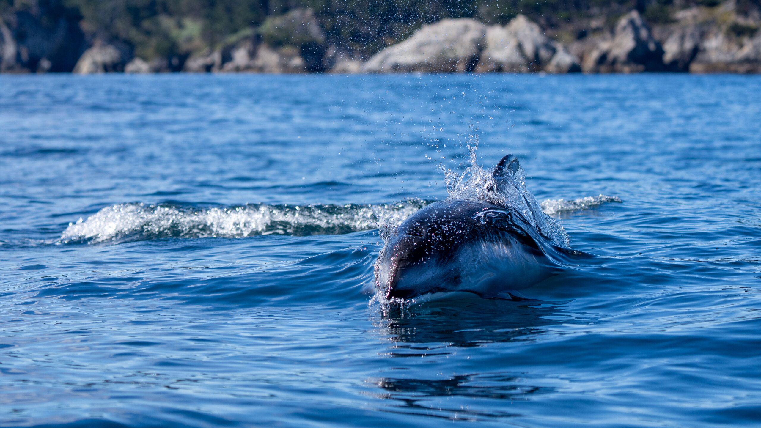 Dolphin