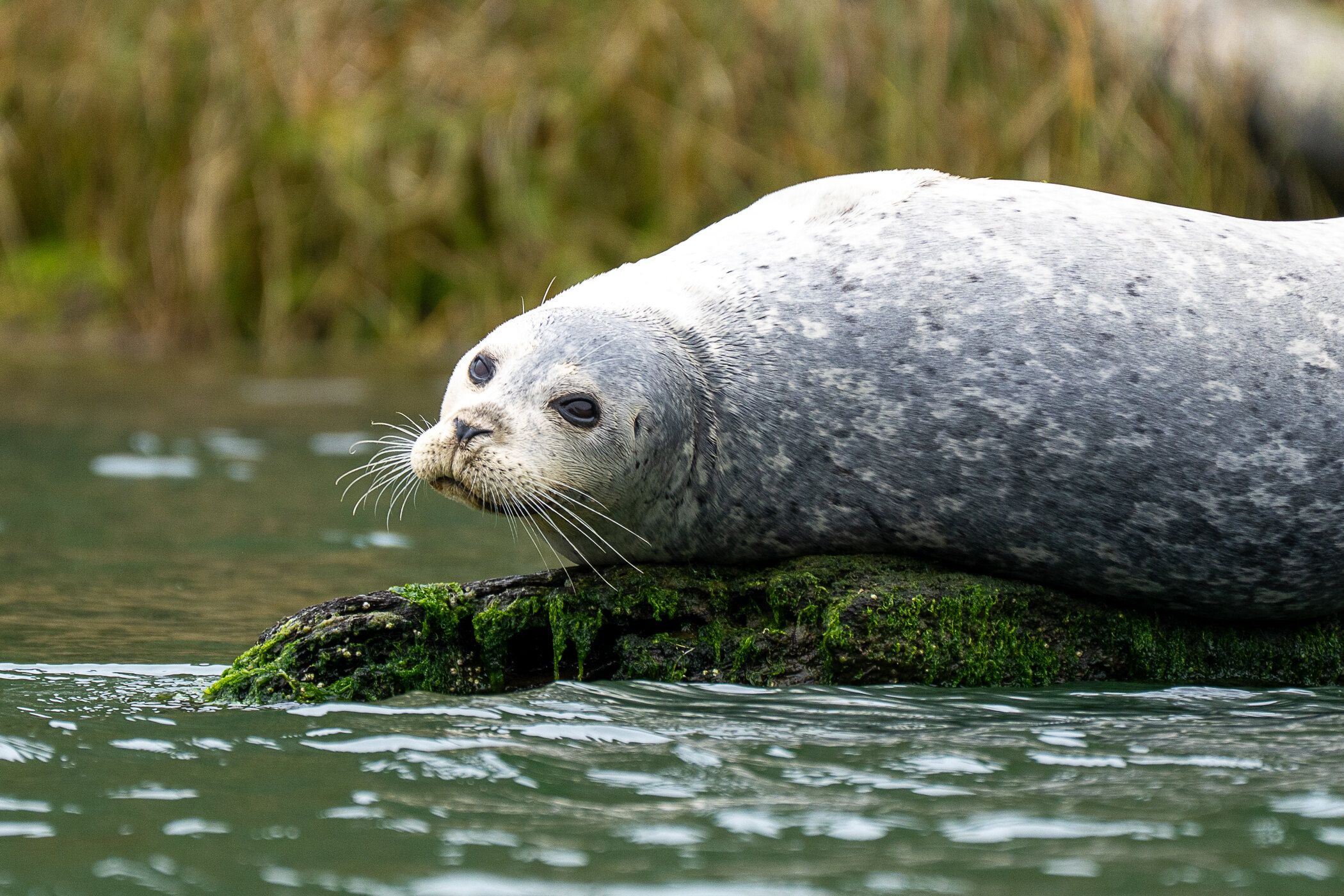 Harbor Seal (Phoca vitulina)