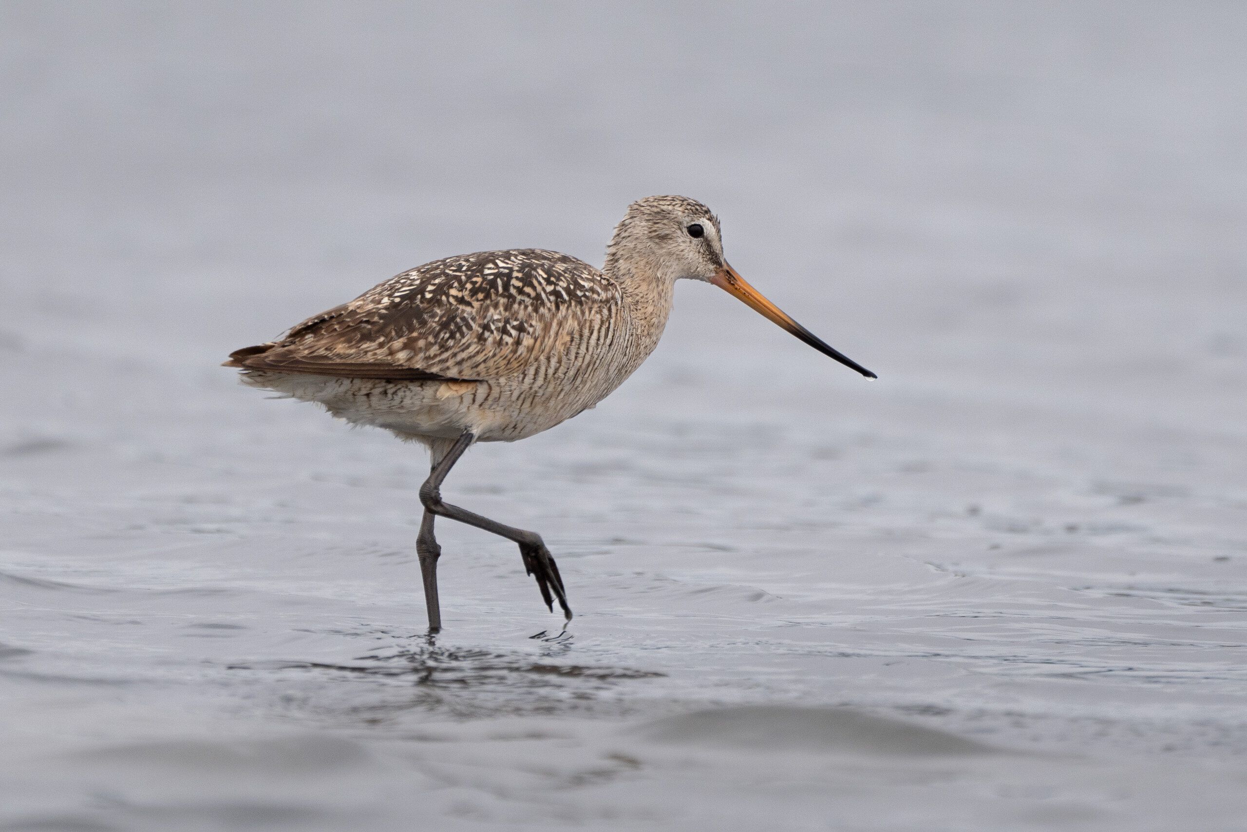 Marbled Godwit (Limosa fedoa)