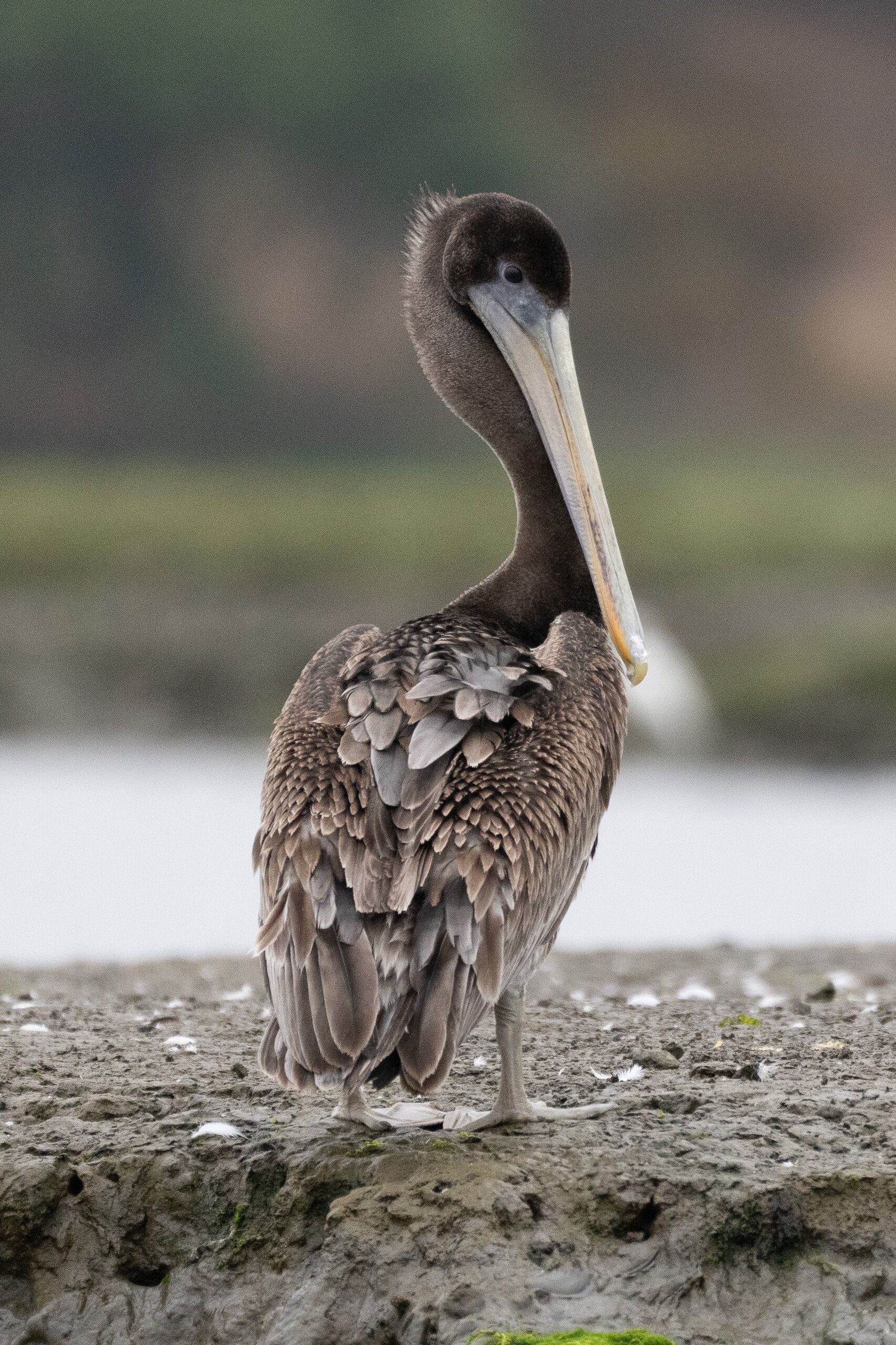 Brown Pelican, juvenile (Pelecanus occidentalis)